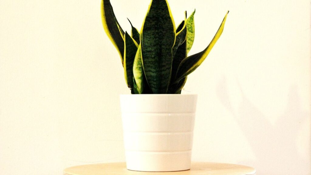 sansevieria